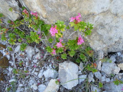 2025-08-12-SAC-RS-Alpspitz-FL-083