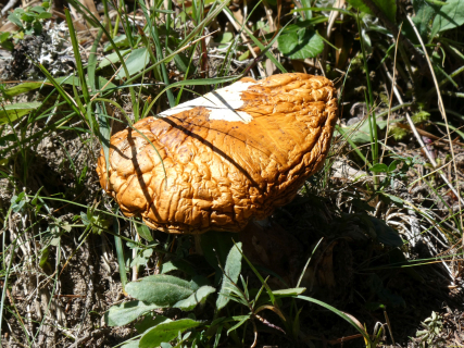 2025-08-12-SAC-RS-Alpspitz-FL-170