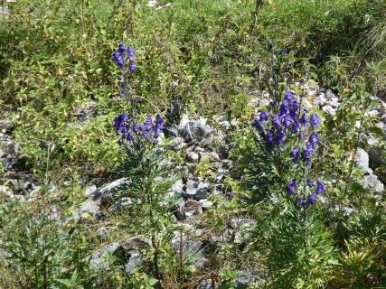 2025-08-12-SAC-RS-Alpspitz-FL-173