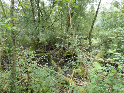 2025-09-02-SAC-RS-Alter-Rhein-38