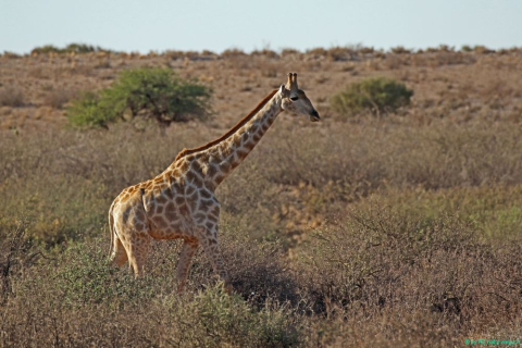 2016 11 27 Namib Fish River-144-1_bearbeitet-1