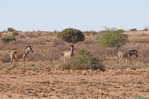 2016 11 27 Namib Fish River-278-1_bearbeitet-1