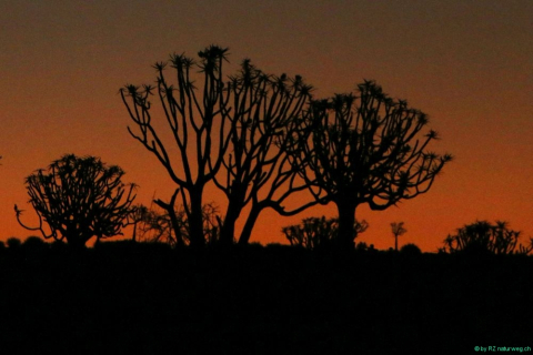 2016 11 27 Namib Fish River-836_bearbeitet-2