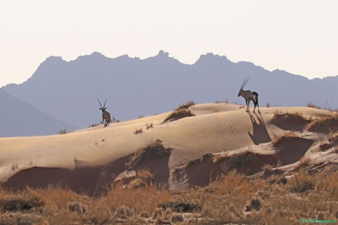 2016 11 28 Namib RandNaturpark-396-1_bearbeitet-1