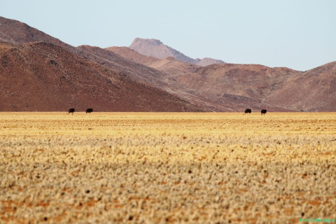 2016 11 29 Namib RandNaturpark-341-1_bearbeitet-1