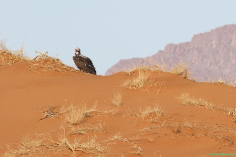 2016 11 29 Namib RandNaturpark-378-1_bearbeitet-1