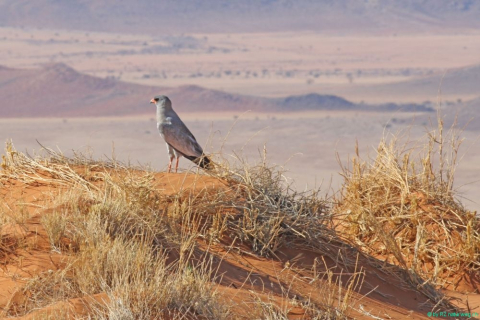 2016 11 29 Namib RandNaturpark-466-1_bearbeitet-1