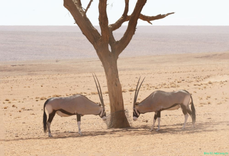 2016 11 30 Namib Naukluft NP-094-1_bearbeitet-2