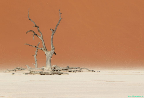 2016 11 30 Namib Naukluft NP-345-1_bearbeitet-1