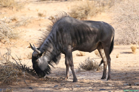 2016 12 01 Namib Sossusvlei-600_bearbeitet-1