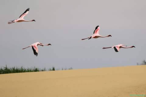 2016 12 02 Namib Swakopmund-246-1_bearbeitet-1