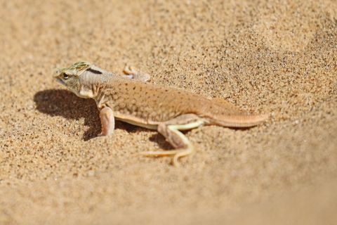 2016 12 03 Namib Wüste-015_bearbeitet-1