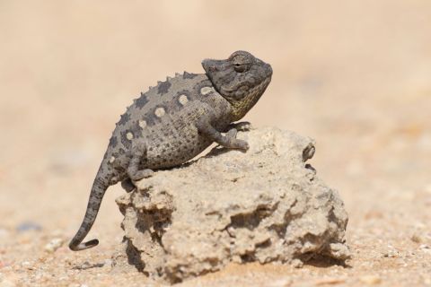 2016 12 03 Namib Wüste-045