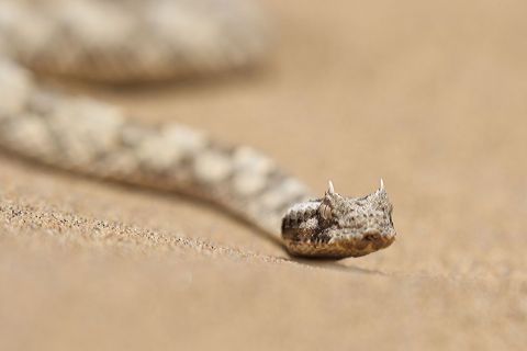 2016 12 03 Namib Wüste-105_bearbeitet-1