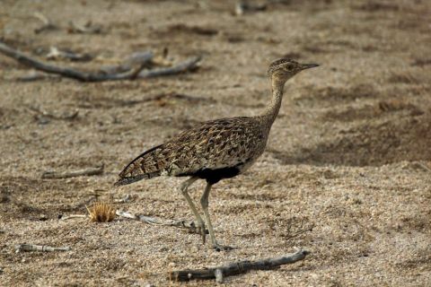 2016 12 04 Namib Spitzkoppe-419-1_bearbeitet-1