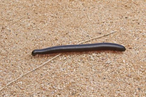 2016 12 05 Namib Etosha NP-036-1_bearbeitet-1