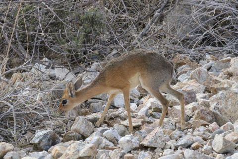 2016 12 05 Namib Etosha NP-049-1