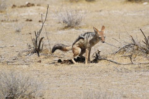 2016 12 05 Namib Etosha NP-154-1_bearbeitet-1