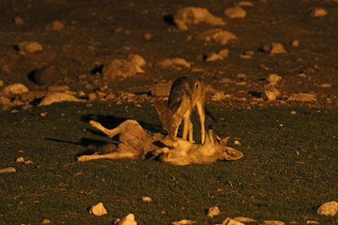2016 12 06 Namib Etosha NP-009-1_bearbeitet-1