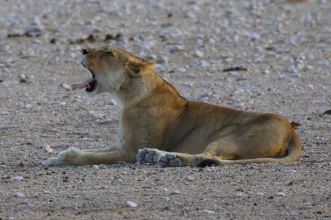 2016 12 06 Namib Etosha NP-120-1_bearbeitet-1