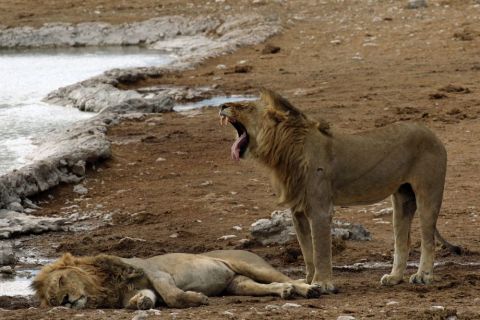 2016 12 06 Namib Etosha NP-543-1_bearbeitet-1