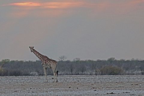 2016 12 07 Namib Otjiwarongo-029-1_bearbeitet-1