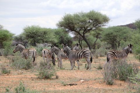 2016 12 07 Namib Otjiwarongo-158-1