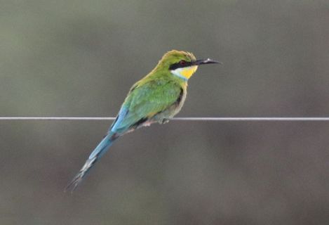 2016 12 07 Namib Otjiwarongo-198-1_bearbeitet-1