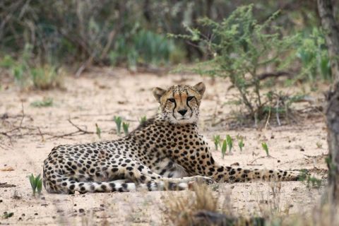 2016 12 07 Namib Otjiwarongo-233-1_bearbeitet-1