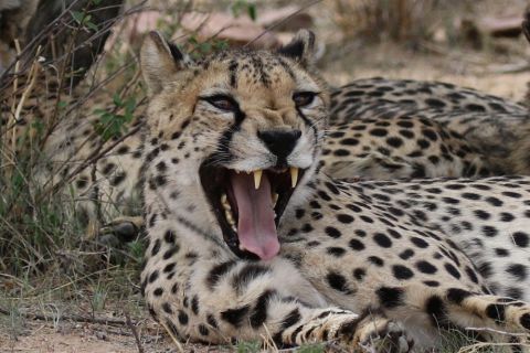 2016 12 07 Namib Otjiwarongo-298-1_bearbeitet-1
