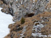 2026-02-05-SAC-SkiSteingaessler-036_bearbeitet-1