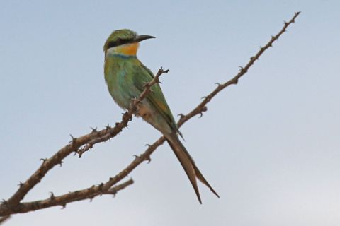2016 12 07 Namib Otjiwarongo-503-1_bearbeitet-1