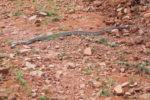 2016 12 07 Namib Otjiwarongo-610-1_bearbeitet-1
