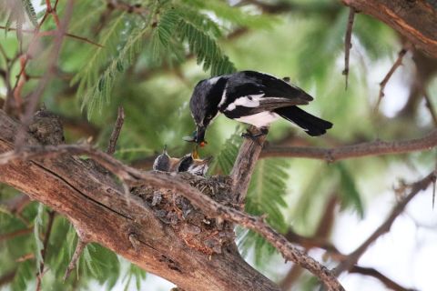 2016 12 08 Namib Otjiwarongo-0418-1_bearbeitet-1