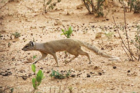 2016 12 08 Namib Otjiwarongo-0772-1_bearbeitet-1