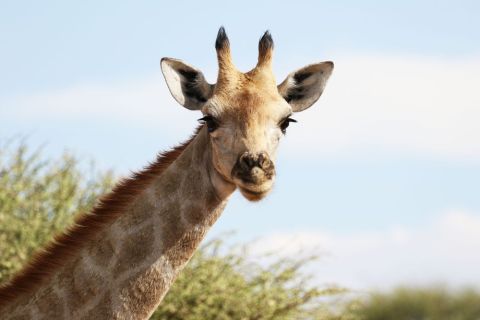 2016 12 08 Namib Otjiwarongo-0791-1_bearbeitet-1