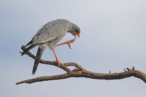 2016 12 08 Namib Otjiwarongo-0821-1_bearbeitet-1