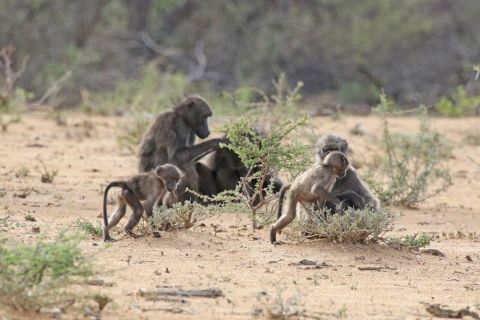 2016 12 08 Namib Otjiwarongo-0836-1_bearbeitet-1