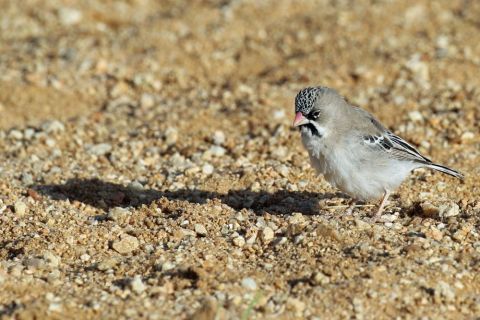 2016 12 09 Namib Windhoek-25-1_bearbeitet-1