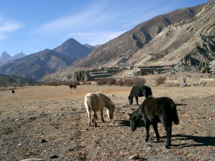 2003 11 13 Nepal Trek 7-20