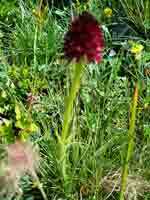 2005-06-27-Wallis-Zwischber