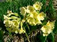 2006-05-03-Gruyeres-Les-A3