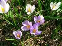 2006-05-04-Les-Avant-Plei4