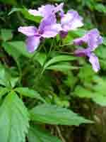 2006-05-05-Les-Avant-Mont7