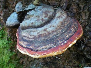 pilz1