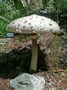 pilz2