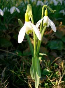 UnterBlume1