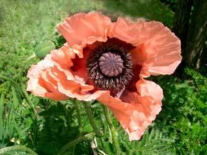 UnterBlume6