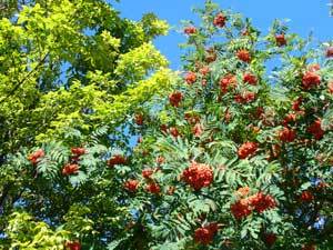 UnterBlume9