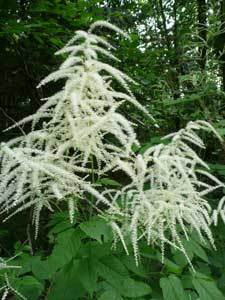 UnterBlume12